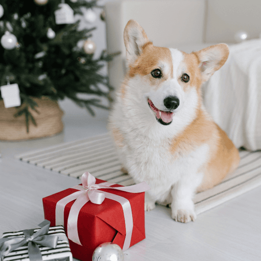 Tolle Geschenkideen für Veganer und ihre Fellfreunde