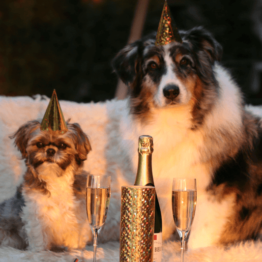 Weihnachten und Silvester mit Hund und Katze – unsere Tipps für gelungene Feiertage mit deinem Fellfreund