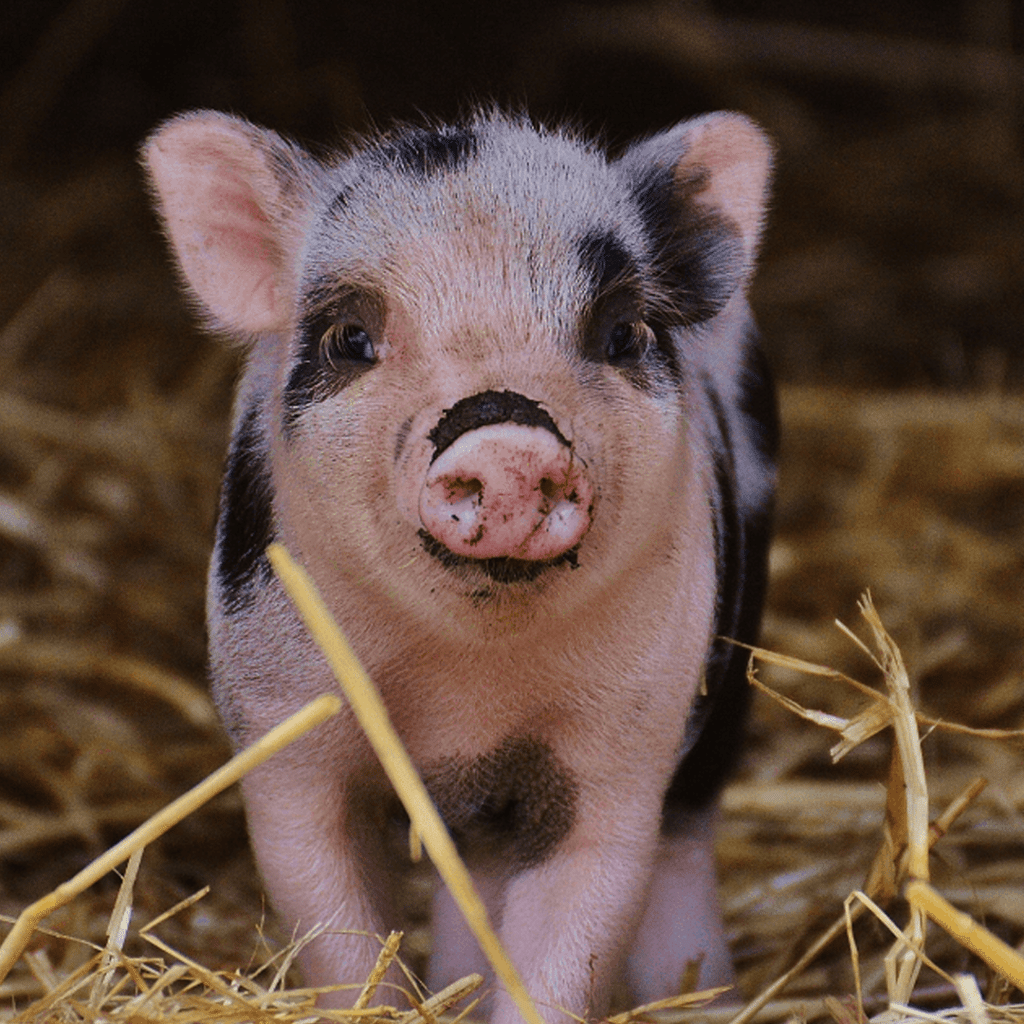 Speziesismus und Karnismus als Ursachen der Tierausbeutung