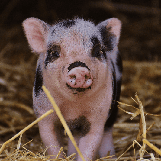 Speziesismus und Karnismus als Ursachen der Tierausbeutung