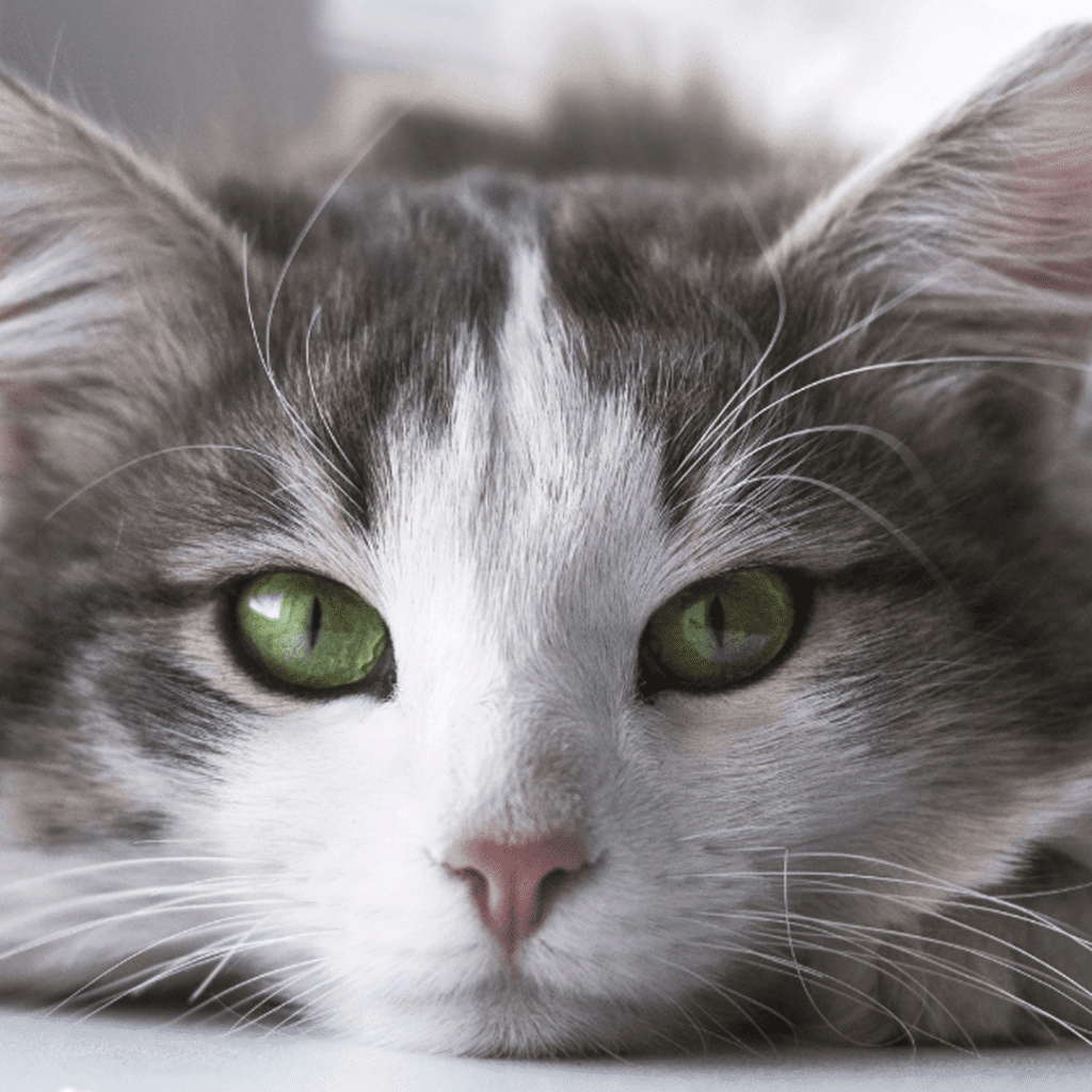 Wie du die vegane Ernährung deiner Katze praktisch umsetzen kannst