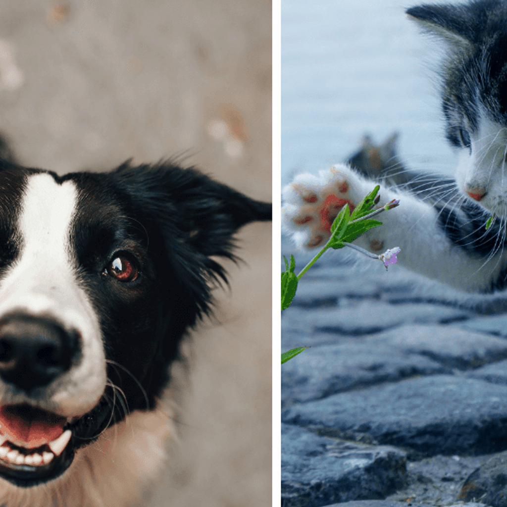 4 gute Gründe für die vegane Ernährung von Hunden und Katzen