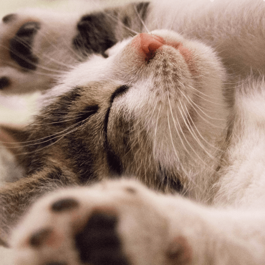 Was man über die vegane Ernährung von Katzen wissen sollte