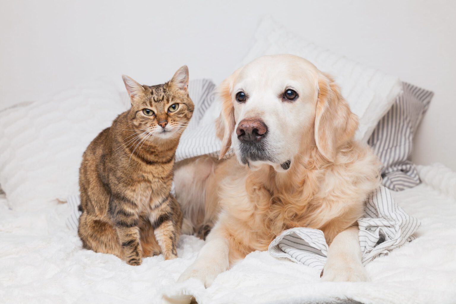 image-Vegane Hunde und Katzen